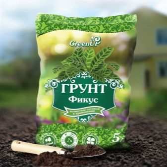 Все о фикусах Бенджамина сорта «Наташа» 13 vse o fikusah bendzhamina sorta natasha 12