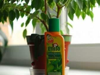 Все о фикусах Бенджамина сорта «Наташа» 19 vse o fikusah bendzhamina sorta natasha 18