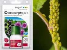 Все о фикусах Бенджамина сорта «Наташа» 27 vse o fikusah bendzhamina sorta natasha 26