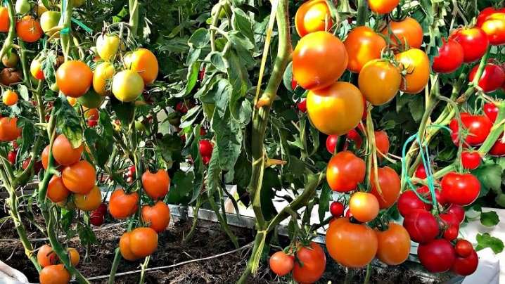 Все о формировании томатов 2 vse o formirovanii tomatov 1