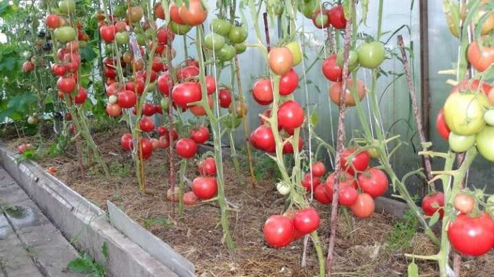 Все о формировании томатов 12 vse o formirovanii tomatov 11