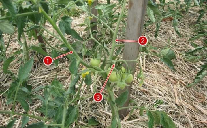 Все о формировании томатов 14 vse o formirovanii tomatov 12