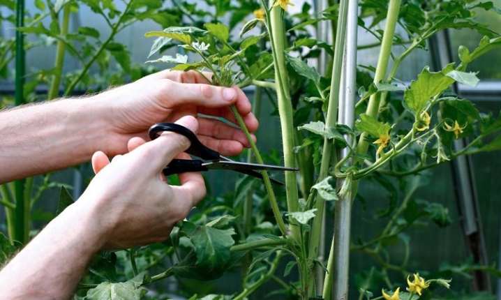 Все о формировании томатов 15 vse o formirovanii tomatov 13