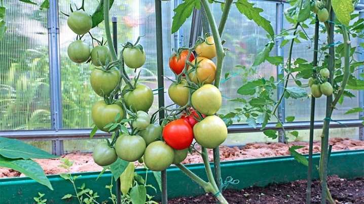 Все о формировании томатов 13 vse o formirovanii tomatov 14