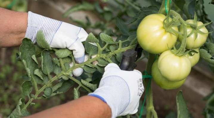 Все о формировании томатов 3 vse o formirovanii tomatov 3