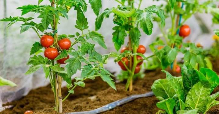 Все о формировании томатов 5 vse o formirovanii tomatov 4