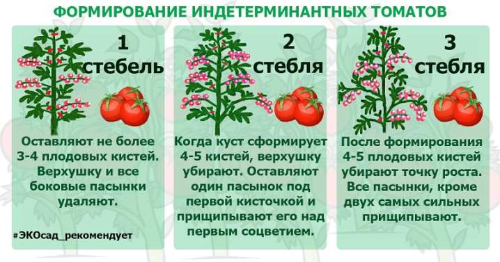 Все о формировании томатов 8 vse o formirovanii tomatov 5