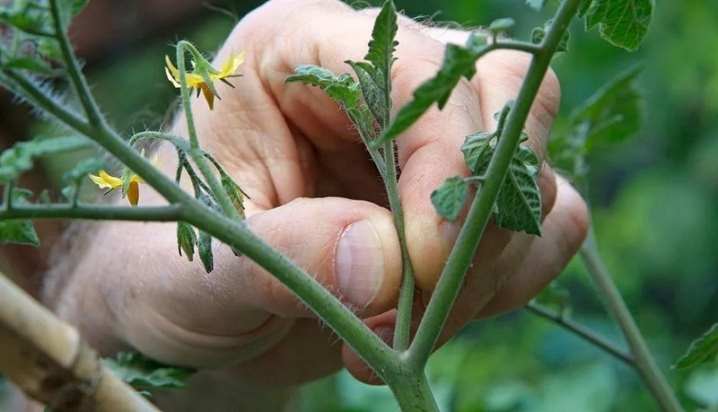 Все о формировании томатов 7 vse o formirovanii tomatov 7