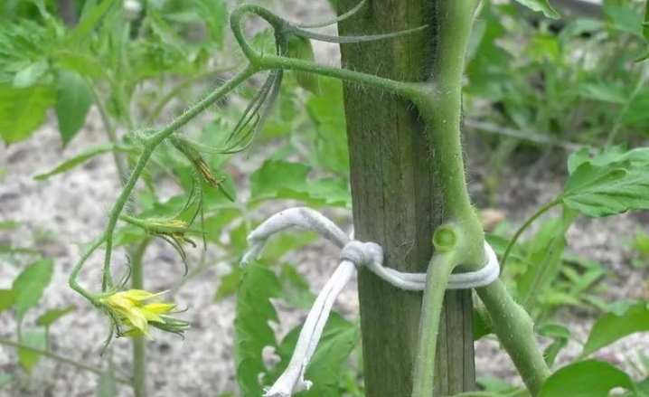 Все о формировании томатов 10 vse o formirovanii tomatov 8