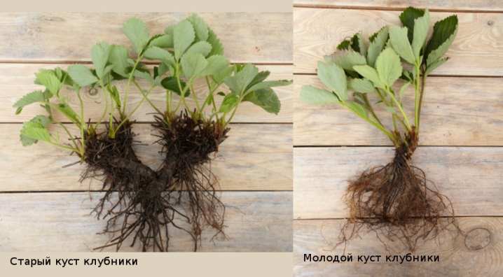 Все о пересадке клубники и земляники 14 vse o peresadke klubniki i zemlyaniki 11