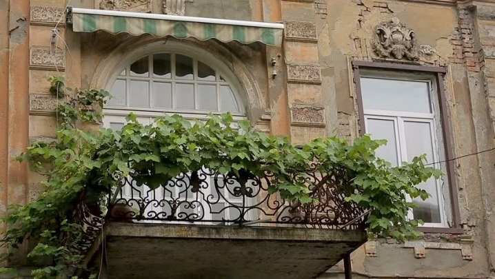 Все о винограде Вичи 27 vse o vinograde vichi 28