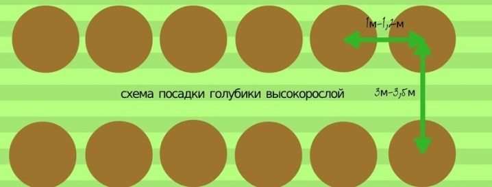 Все о выращивании садовой голубики 15 vse o vyrashchivanii sadovoj golubiki 12