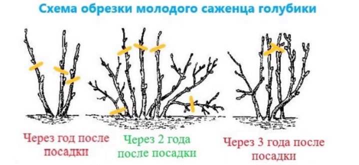 Все о выращивании садовой голубики 19 vse o vyrashchivanii sadovoj golubiki 14