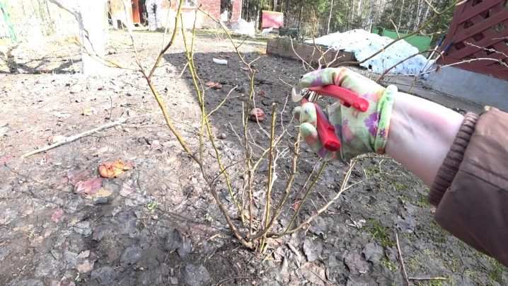Все о выращивании садовой голубики 20 vse o vyrashchivanii sadovoj golubiki 15