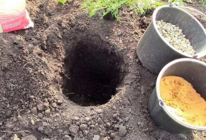 Все о жимолости съедобной 13 vse o zhimolosti sedobnoj 12