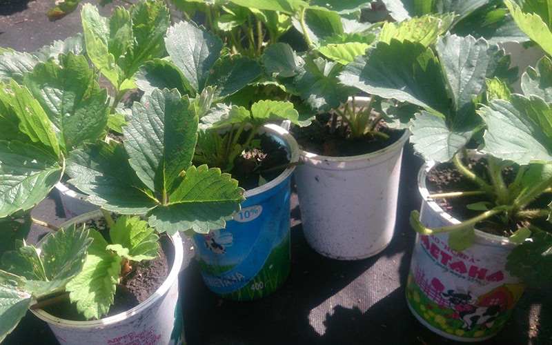 vsk 27