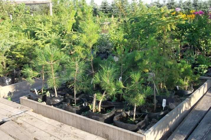 Выращивание кедра из ореха в домашних условиях 13 vyrashchivanie kedra iz oreha v domashnih usloviyah 15