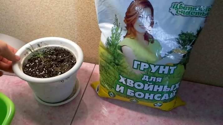 Выращивание кедра из ореха в домашних условиях 9 vyrashchivanie kedra iz oreha v domashnih usloviyah 23