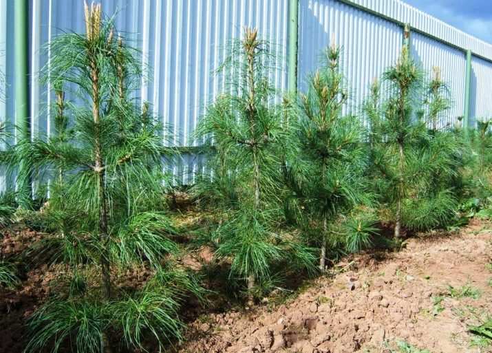 Выращивание кедра из ореха в домашних условиях 10 vyrashchivanie kedra iz oreha v domashnih usloviyah 24