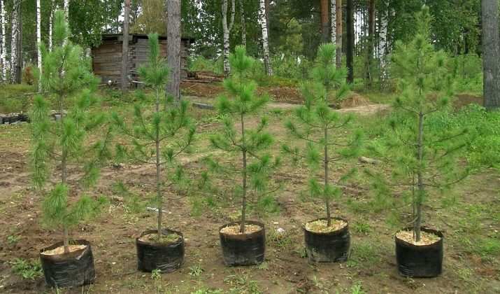 Выращивание кедра из ореха в домашних условиях 18 vyrashchivanie kedra iz oreha v domashnih usloviyah 7