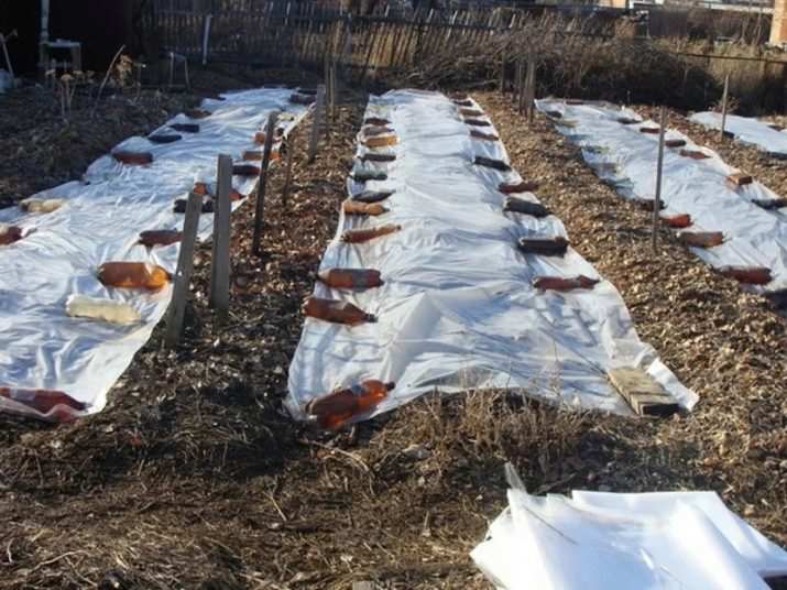 Выращивание малины из семян 10 vyrashchivanie maliny iz semyan 8