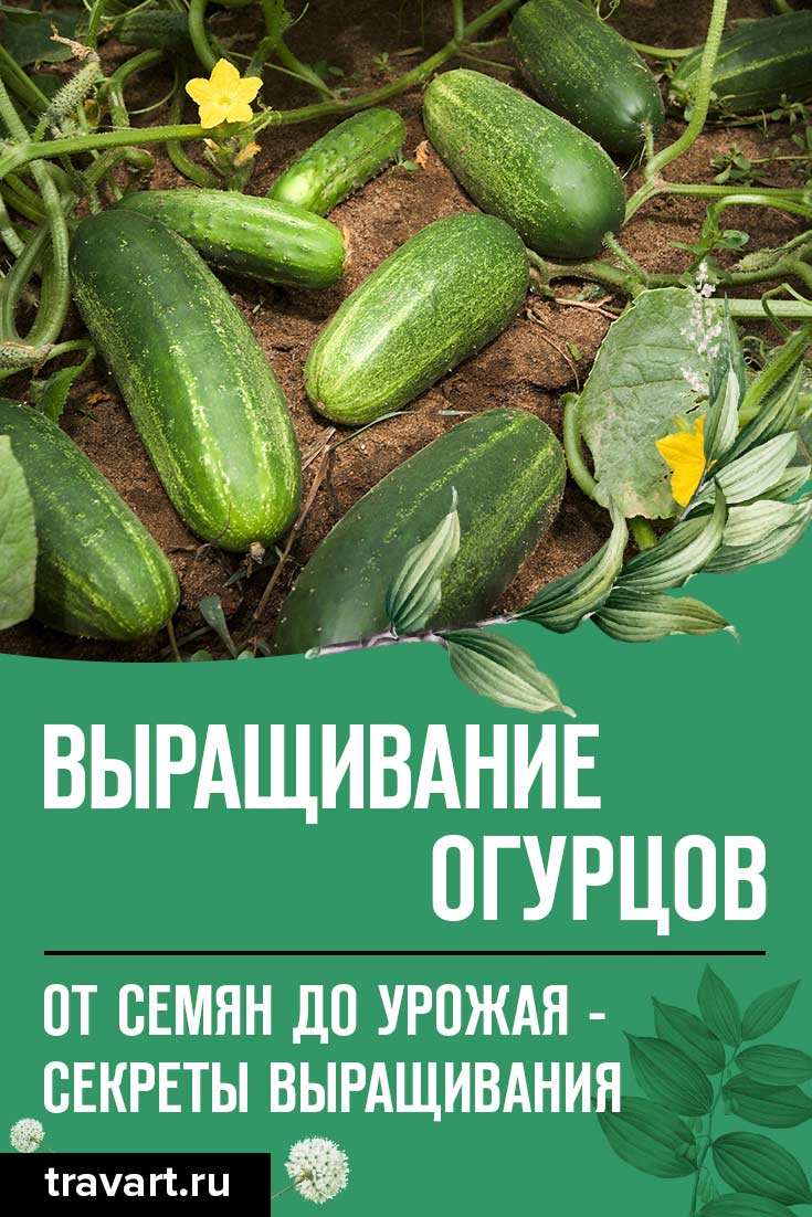 Выращивание огурцов: полная инструкция 1 Выращивание огурцов: полное руководство
