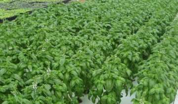 Выращивание базилика в теплице, globalaquaponics.wordpress.com
