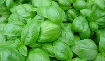 Вкусный базилик, planta.la