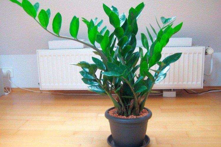 Освещение - уход за домом Zamioculcas